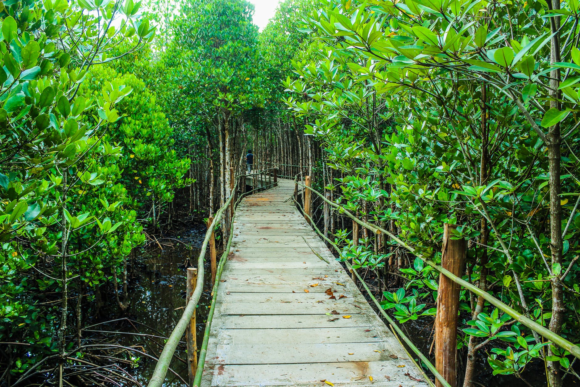 brown wooden bridge beside green leafy trees